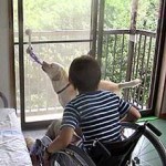 service dog, opening door for person with a mobility impairment