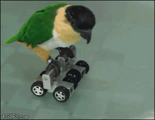 Bird on Lego roller skates.