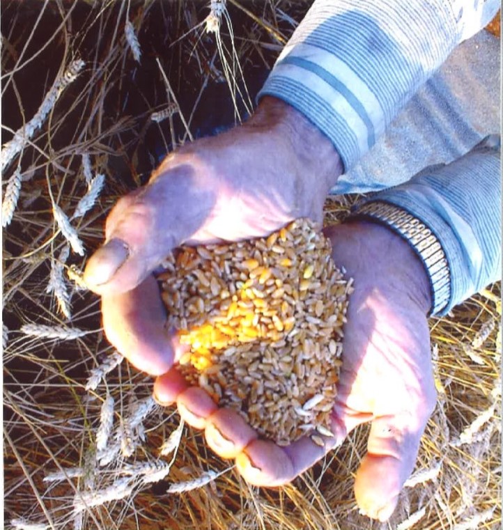 Farmer holding grain in his hands. One hand is missing fingers.