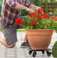 Man wearing plaid shirt with grey shorts kneeling down pruning red flowers in a brown large pot on black base with 4 wheels 
